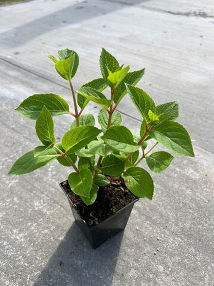 Гортензия горшок 0.5 литра