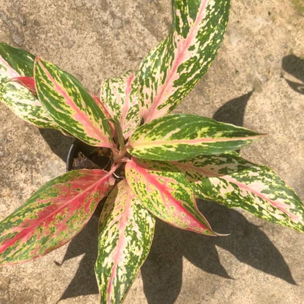 Аглаонема BUTTERFLY