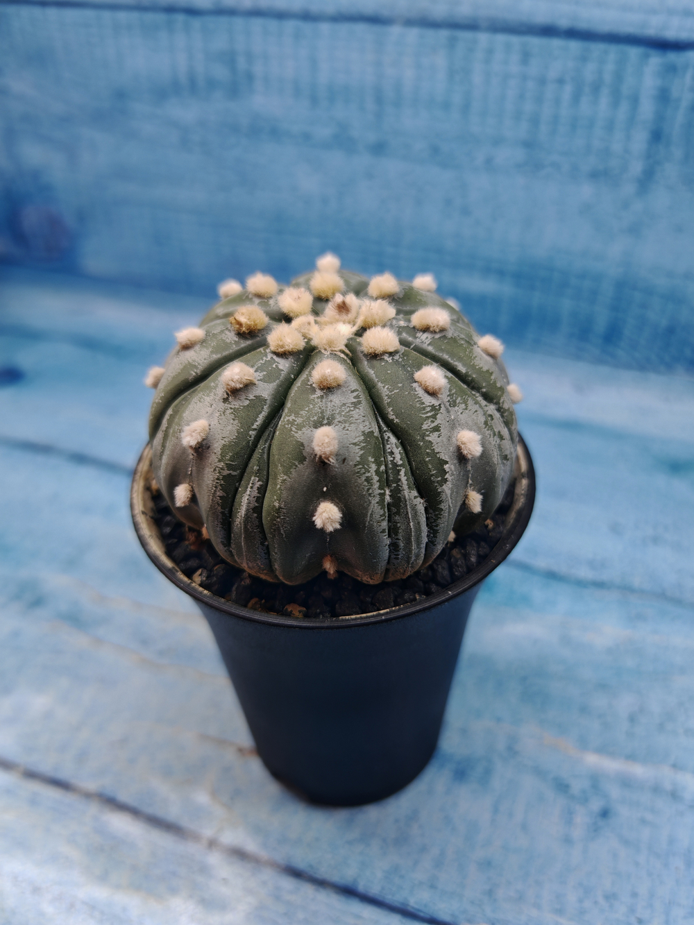 Astrophytum Asterias (Астрофитум)