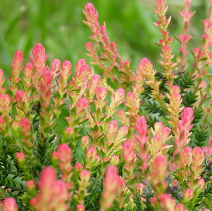 Вереск Спринг Точ