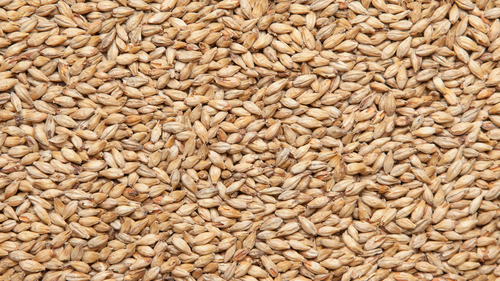 Солод светлый пивоваренный "Pilsner malt" 5кг, Курский солод