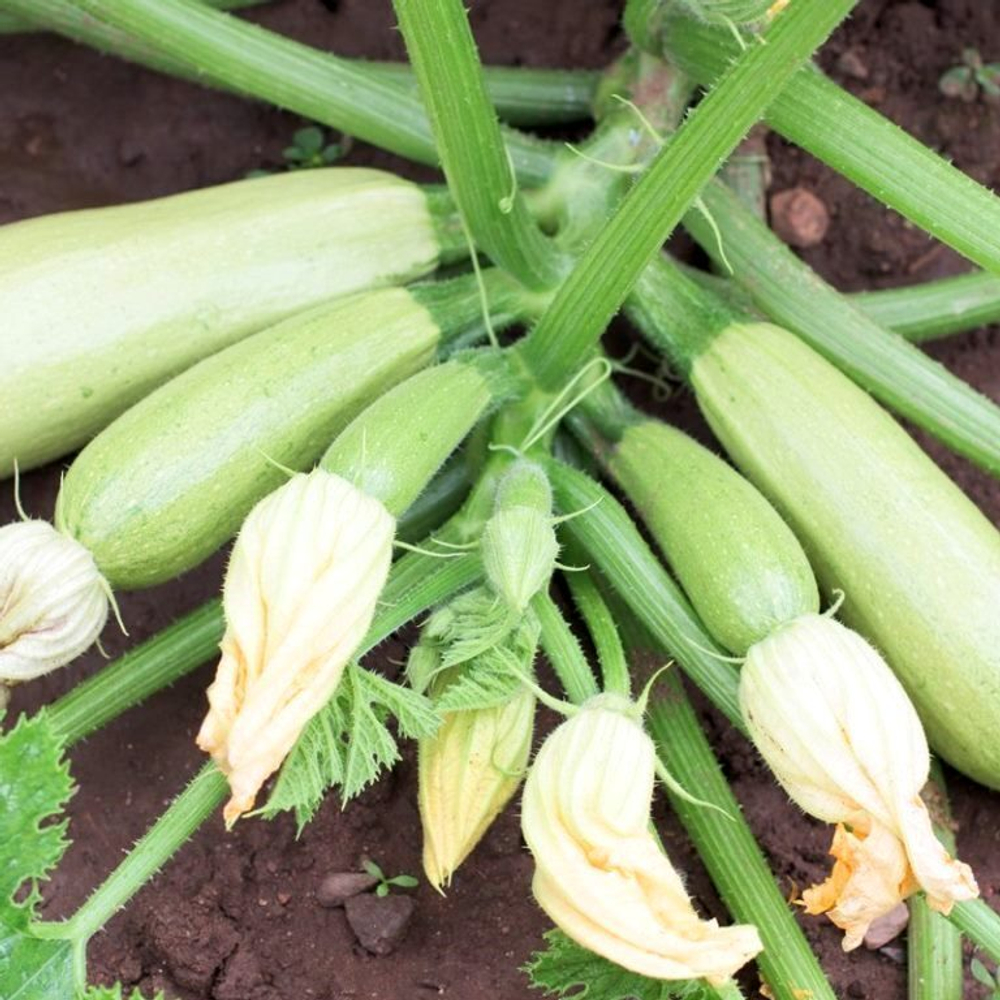 Цукино Белый из Триеста - Bianca di Trieste Zucchino