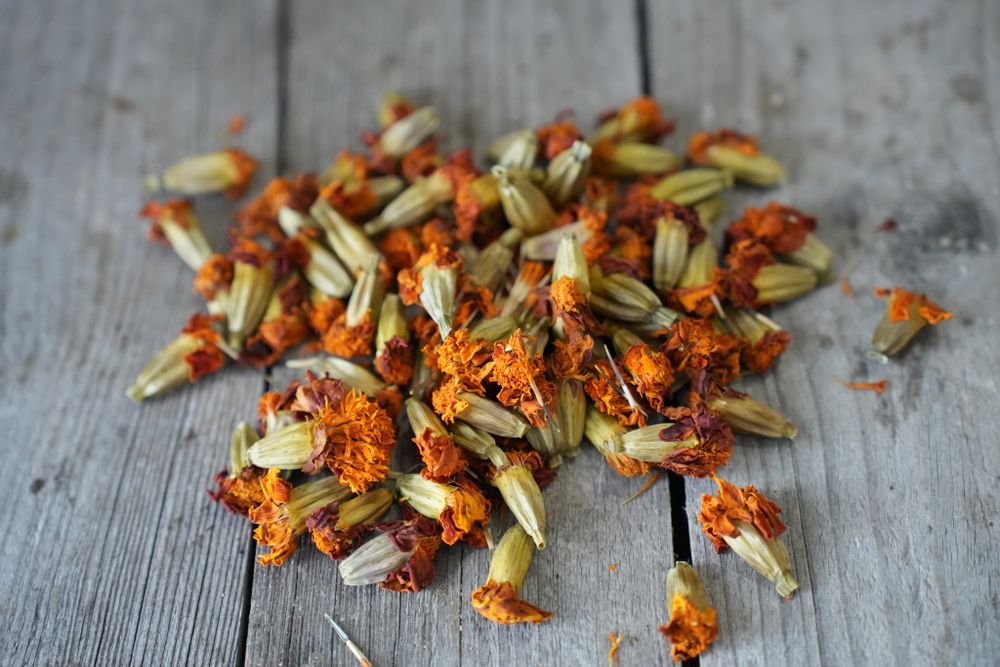 Бархатцы, сушеные цветы