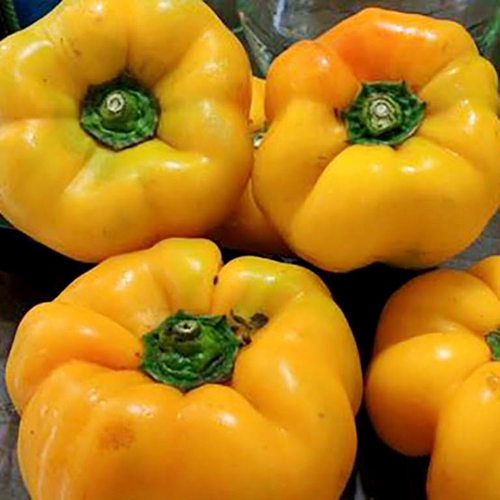 Сладкий Перец Гогошары Солнечный
