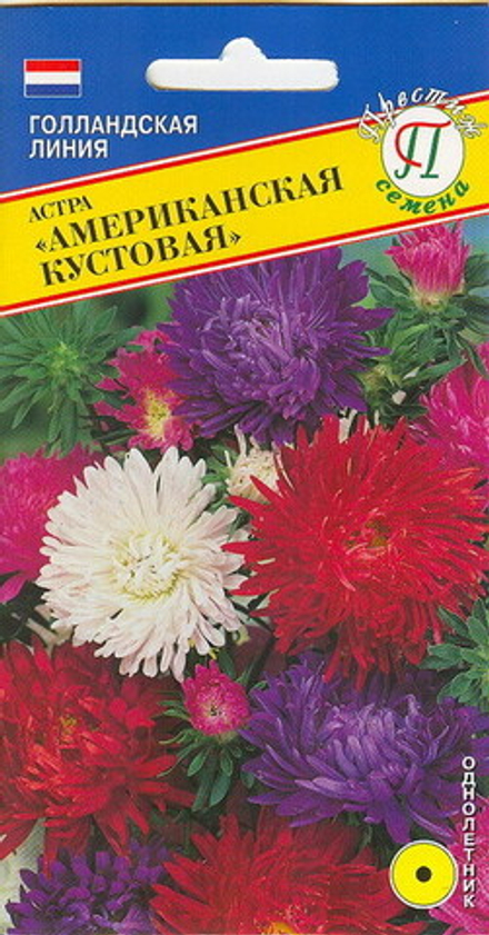 Астра Американская кустовая Престиж