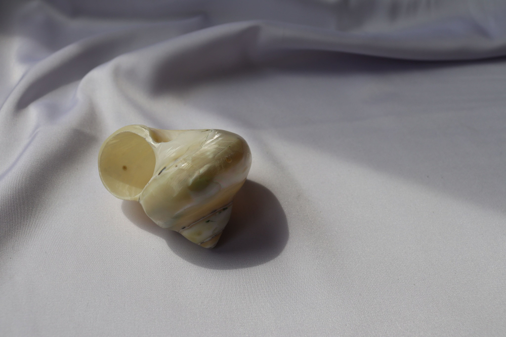 Циттариум пика (Cittarium pica) перламутровый