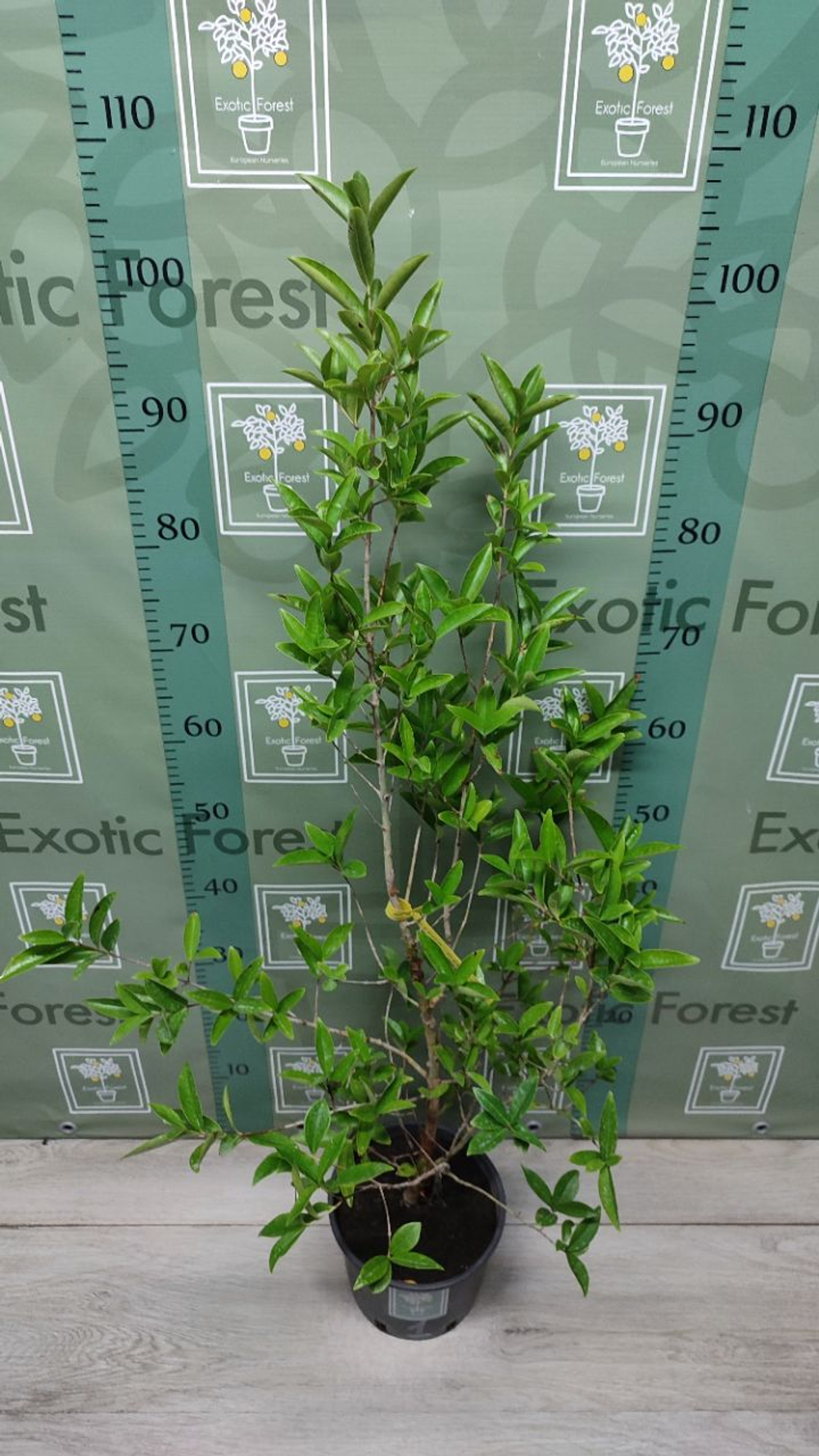 Eugenia Аggregata