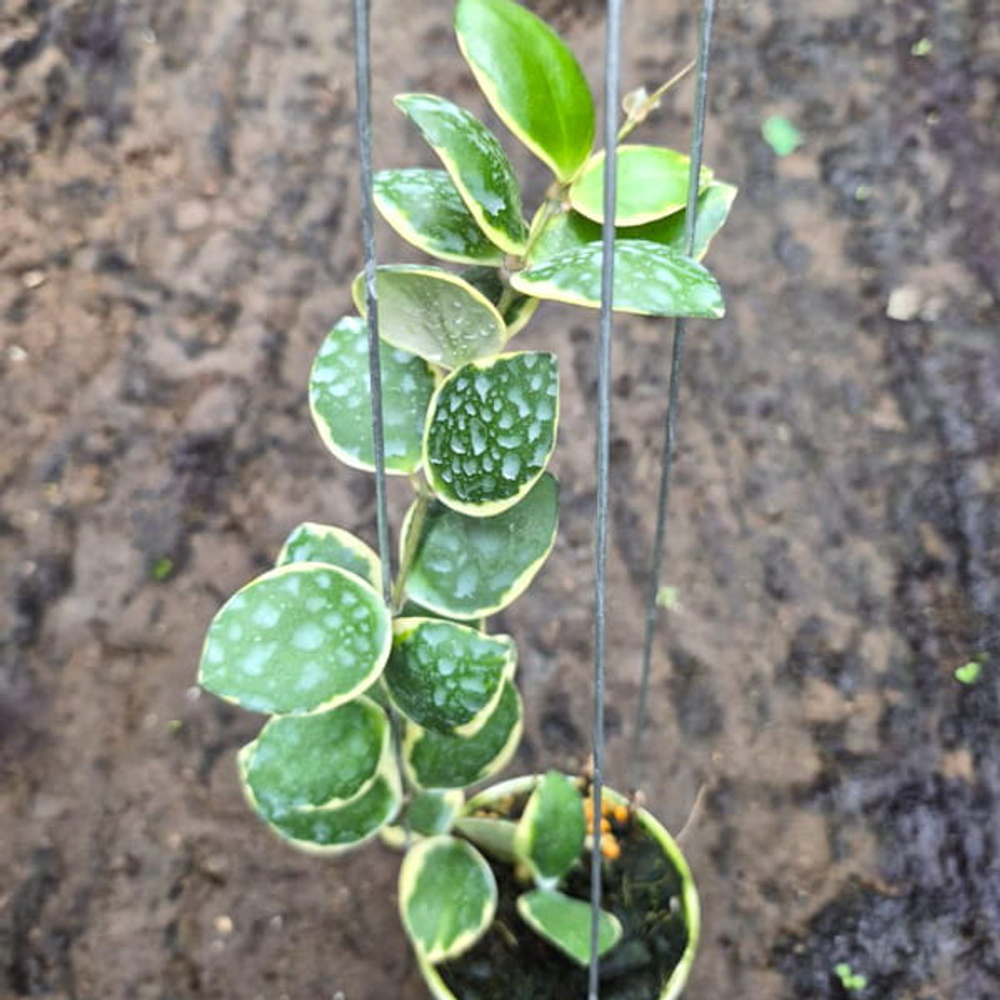 Хойя INCURVULA ALBO