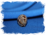 Конус цинереус (Conus Cinereus)