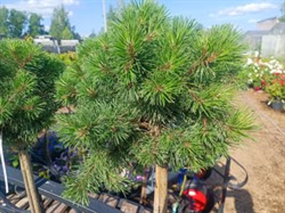 Сосна горная Гнездо С5 Ра80-90