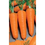 Семена Морковь Корейская Закуска (УД) 2гр Е/П