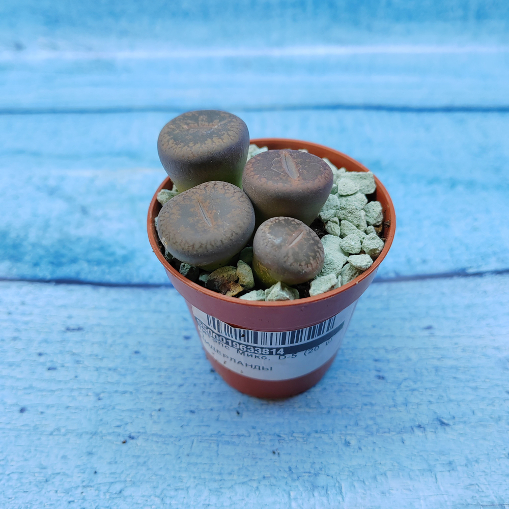 Lithops sp. (Литопсы)