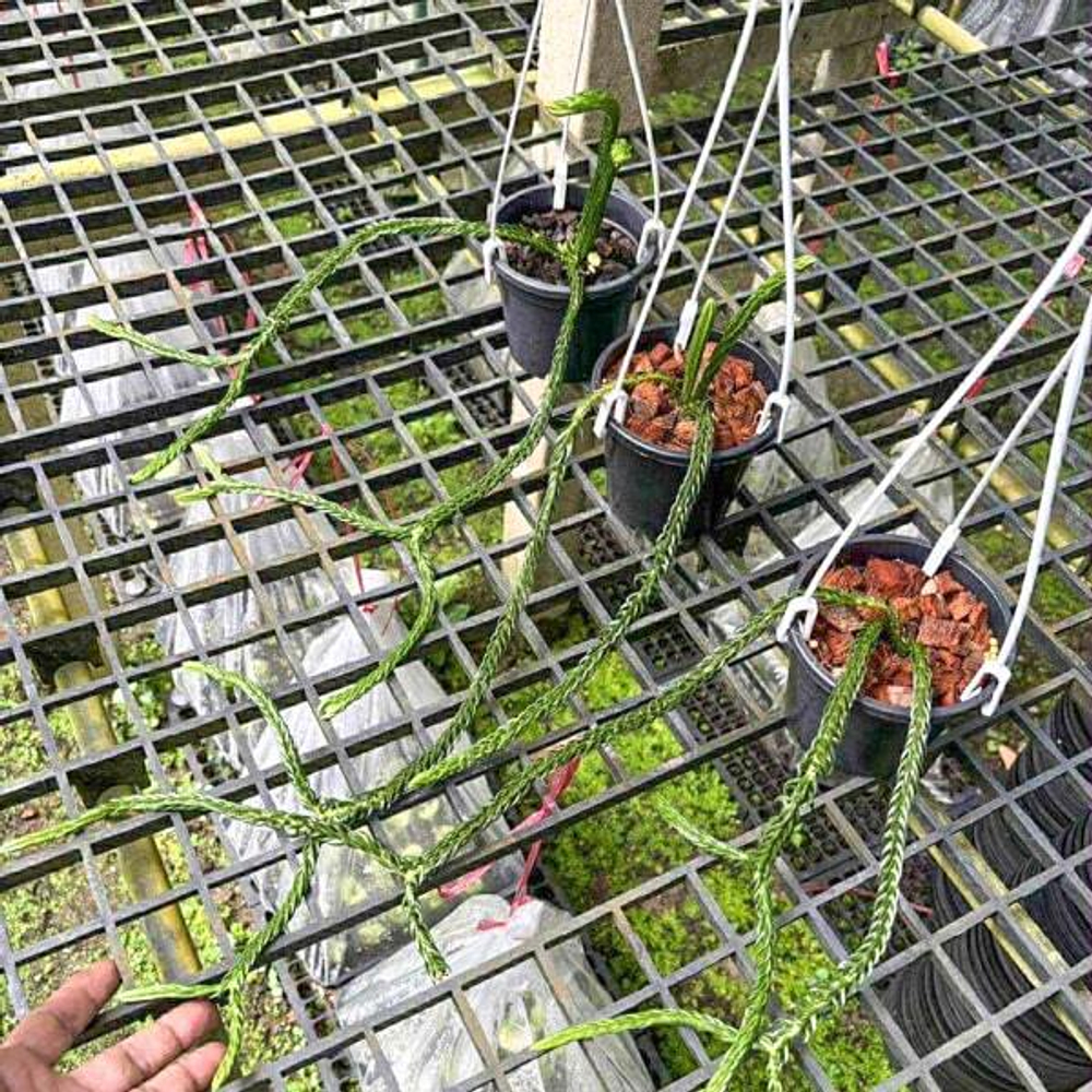 Хуперция H.HEXAGON 5"