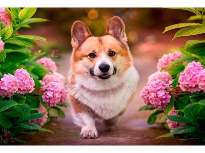 Алмазная мозаика 30х40см. "Верный друг в саду" блест. с полн.заполнен.без подрам. 30цв Арт.НД-2688