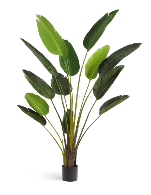 Стрелиция Style зелёная