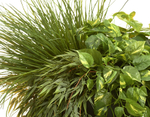 Потос Элегант ампельный большой новый в-90 см (Sensitive Botanic) 6/24 20.1377XL