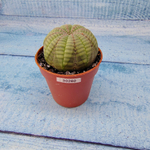 Euphoria Obesa (Эуфорбия)
