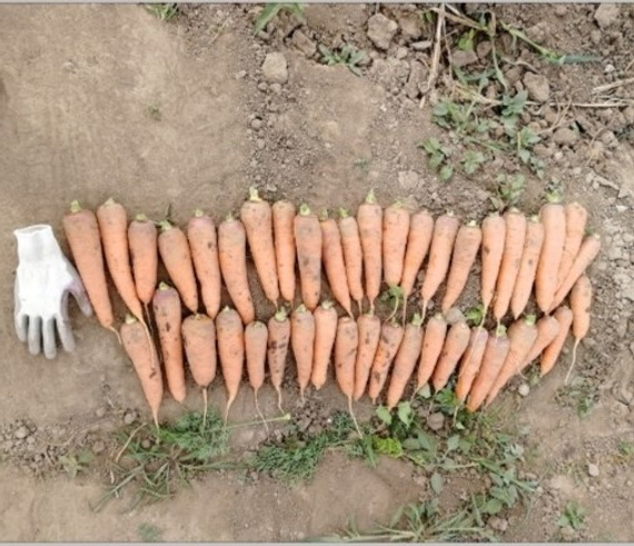 СВ 7381 ДЧ F1 семена моркови курода/шантане (Seminis / Семинис) продукт – фото 5