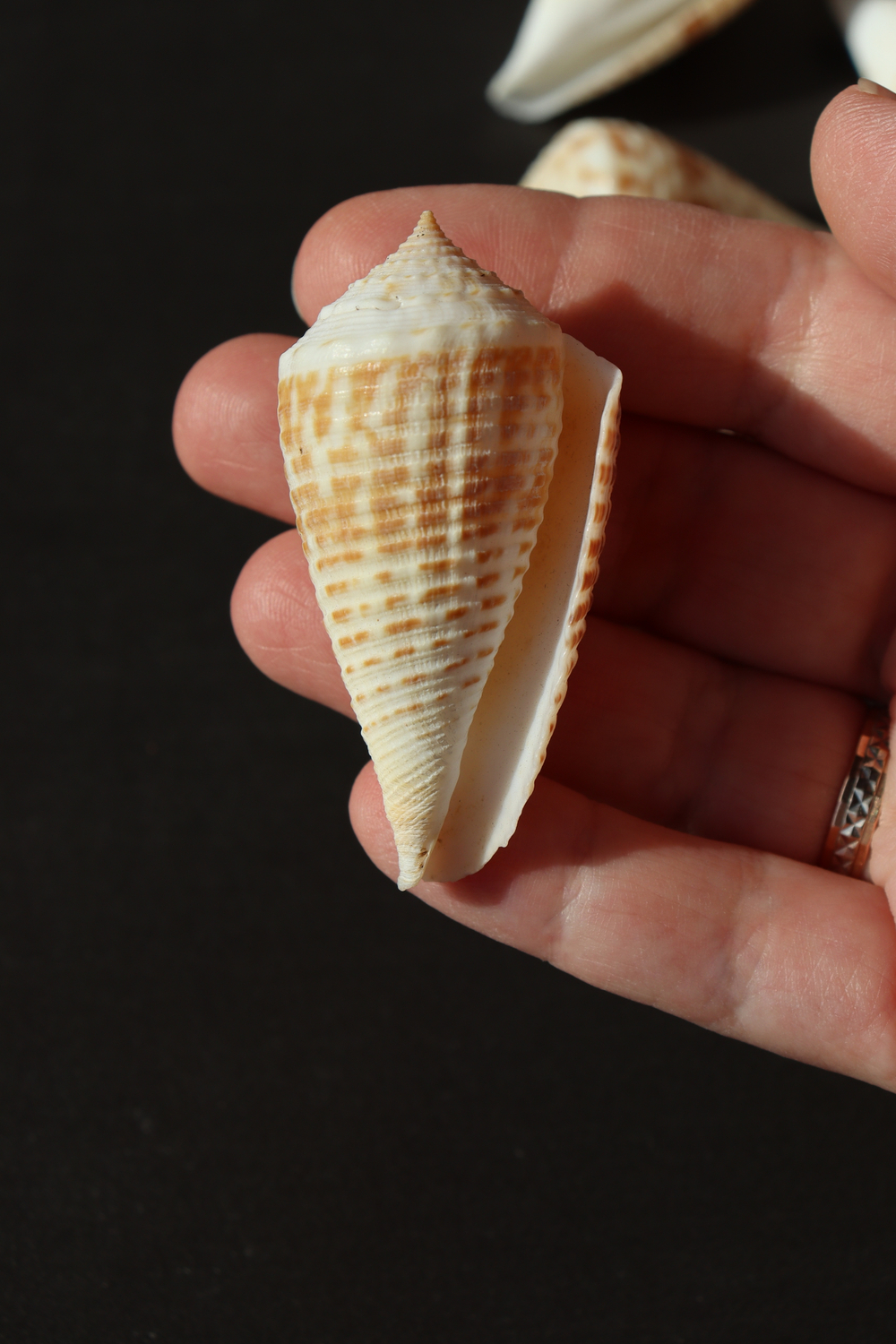 Ракушка конус ролани (Conus rolani)