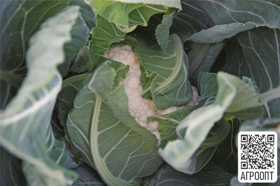 Алькала F1 семена капусты цветной (Bejo / Бейо) – фото 3