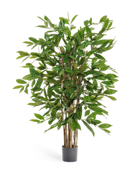 Драцена Саркула Спотти