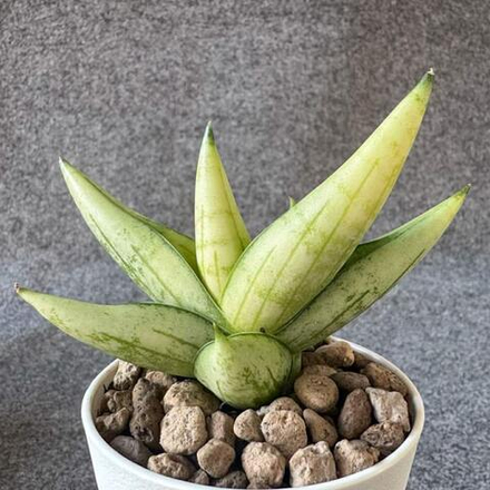 Сансевиерия MINI GOLD