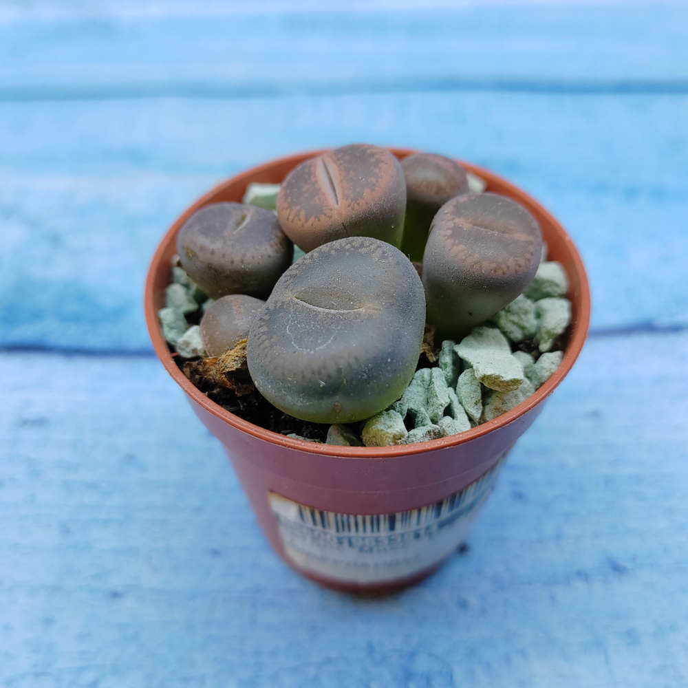 Lithops sp. (Литопсы)