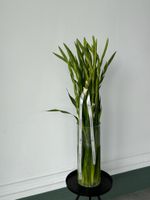 Гладиолус белый