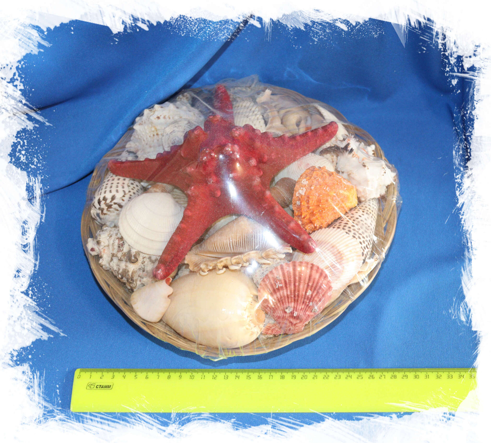 Купить набор морских ракушек декор