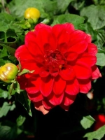 Георгин бордюрный Геллери Сингер