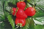 Земляника средняя Ароза Р9