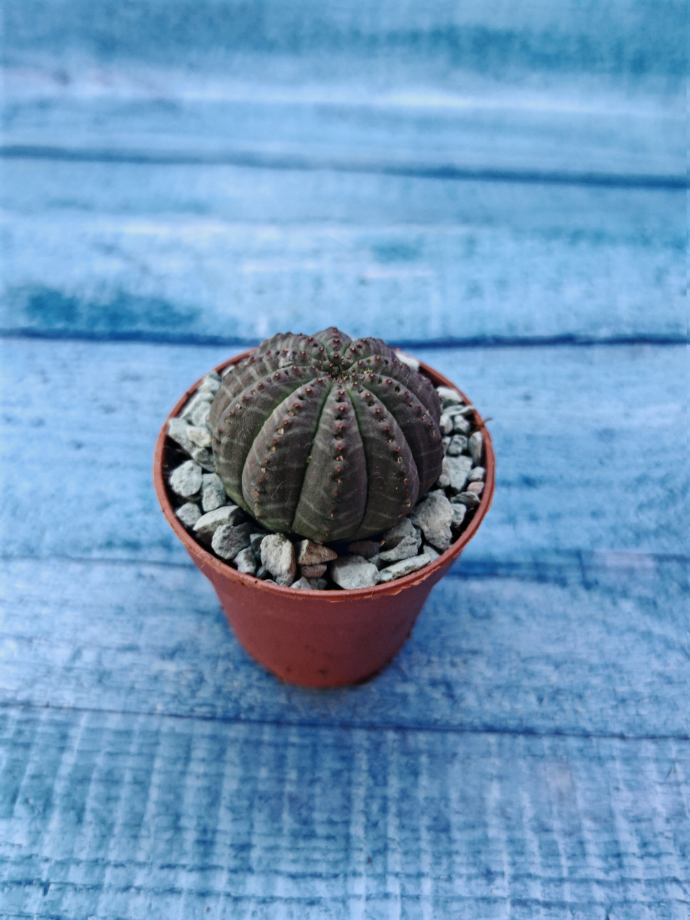Суккулент Euphorbia Obesa (Эуфорбия)