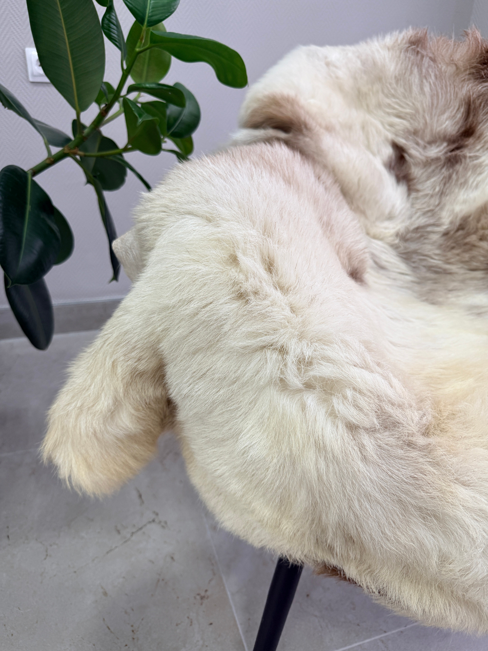 Шкура коврик меховой прикроватный овчина, 120х65 см.