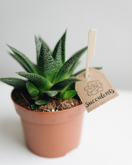 Хавортия Гастериоидная