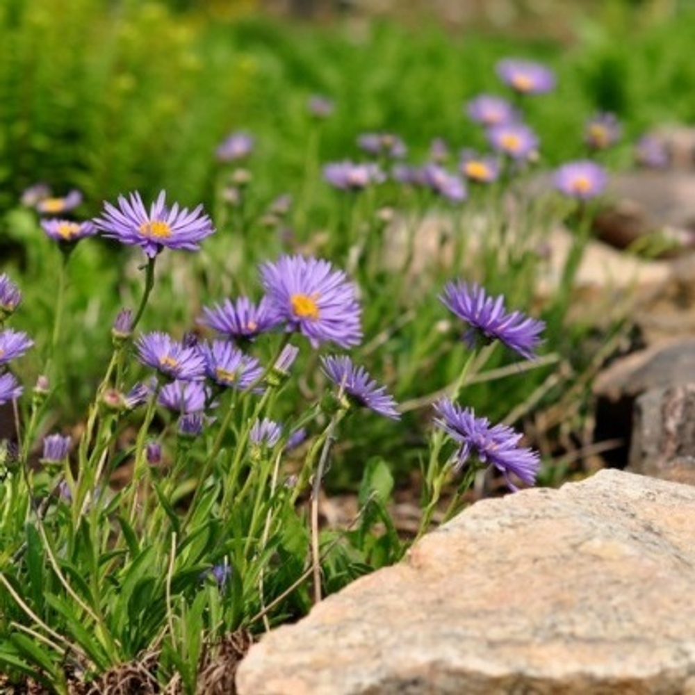 Астра альпийская "Dark Beauty". Aster alpinus "Dark Beauty".