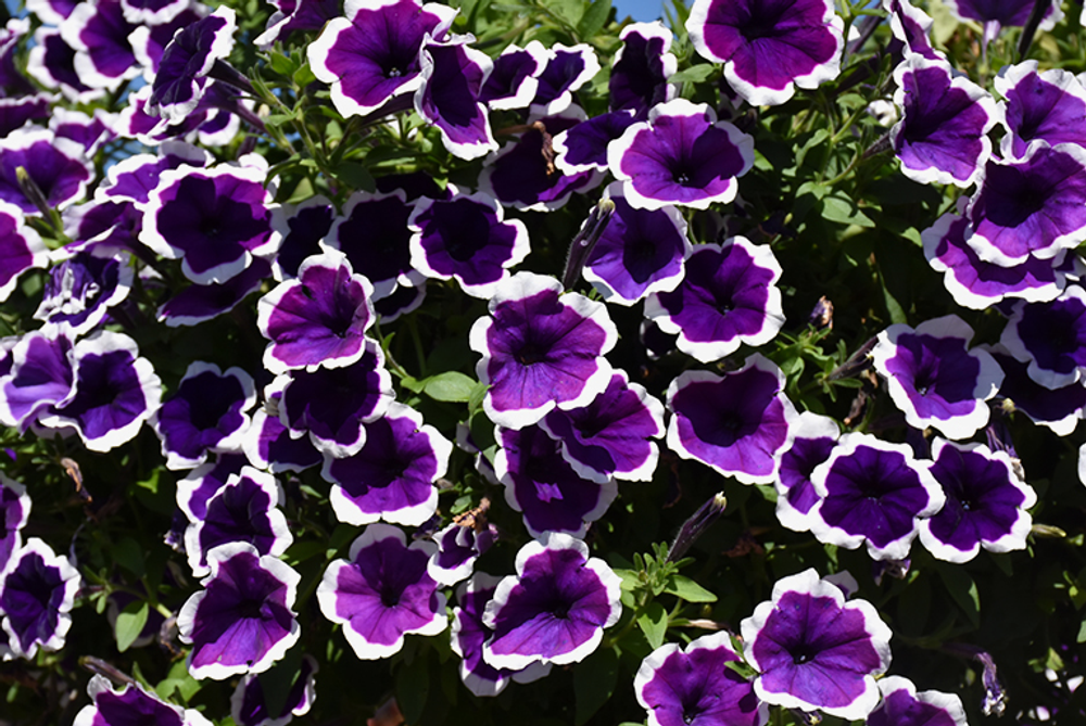 ЕВРО Петуния Famous Dark Violet Picotee укорененный черенок ОКС начало декабря