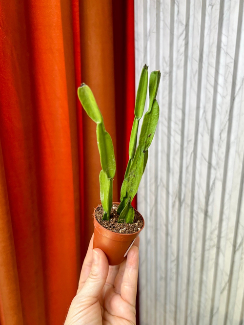 Рипсалис Парадокса Мажор, D5см Н20см, 1шт, Urban Jungle (7143)