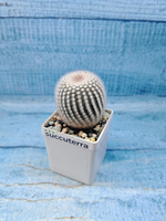 Notocactus Scopa (Нотокактус)