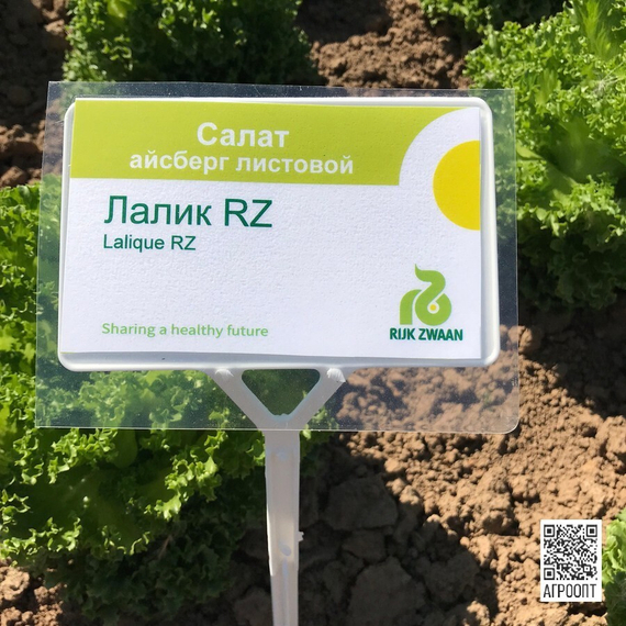 Лалик семена салата айсберг (Rijk Zwaan / Райк Цваан) в поле – фото 6