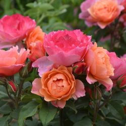 Жардан Де Нонэр (Jardins Des Noneres)