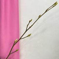 Цветущая магнолия