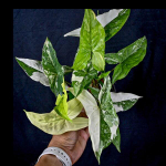 Сингониум PODOPHYLLUM IMPERIAL WHITE/ALBO VAR