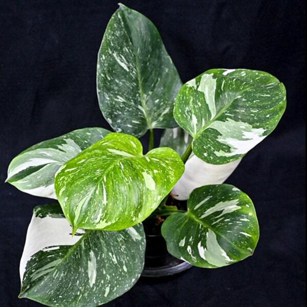 Филодендрон WHITE WIZARD MARBLE