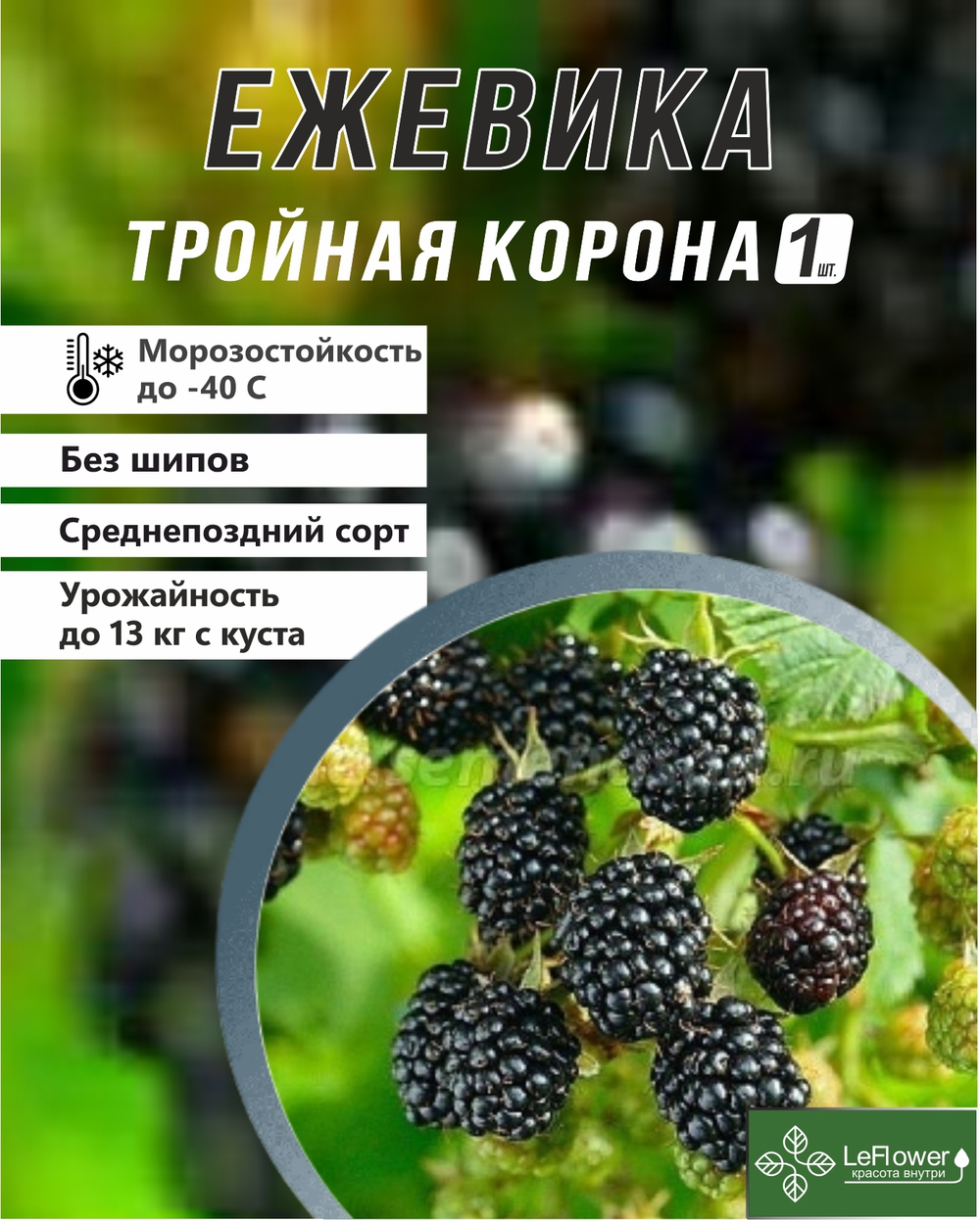 Ежевика саженец Тройная Корона