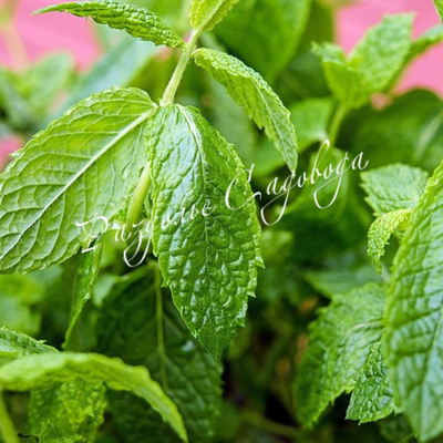 Мята перечная Земляничная (Erdbeerminze)