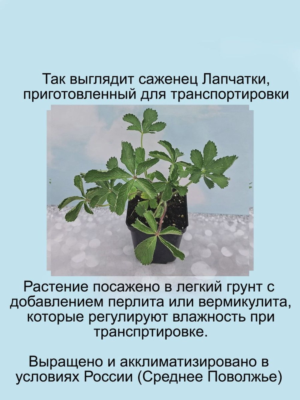 Саженцы