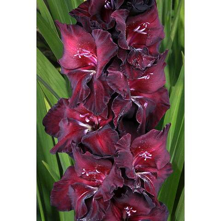 Гладиолус Ложка Дегтя (5 шт)