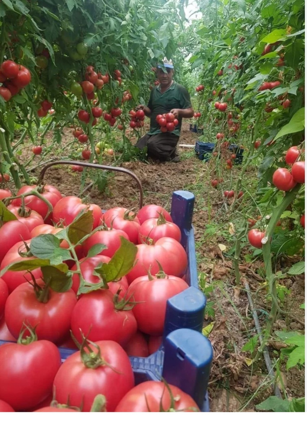 Томан тепличный Вермиленза F1 - Vermilen F1 1000 семян