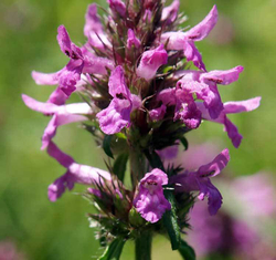 Стахис овощной, stachys affinis, чистец родственный, стахис зибольда, китайский артишок, комплект из 30 шт.