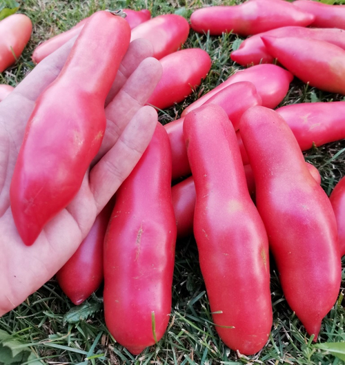 Помидоры Баба Яга - Baba Yaga Tomato